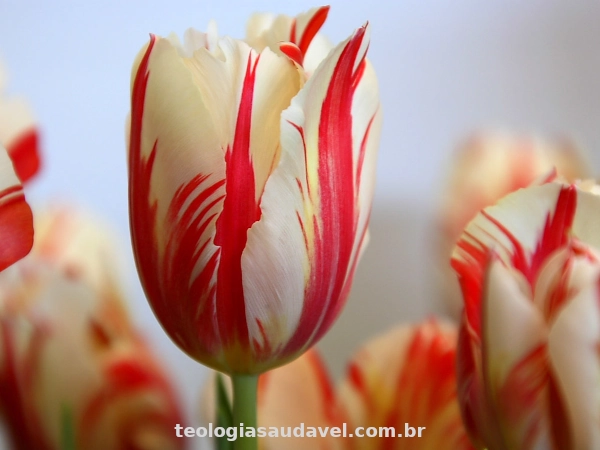 Tulipa